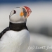 puffin_atlantic_msi_h_0876_can1905.jpg